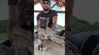 The Presa Canario A Dangerous Dog Breed You Need to Know About shorts [upl. by Aivon755]