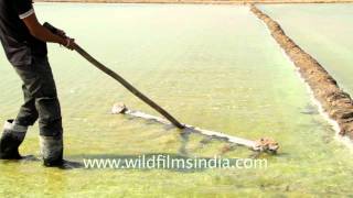 Collecting crystallized salt in sea water reservoir Gujarat [upl. by Camarata127]