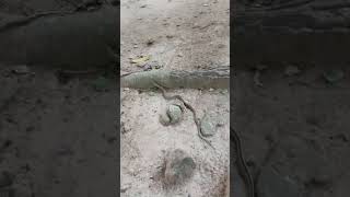 Checked Keelback Snake🐍 kolkata [upl. by Nalyt]