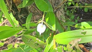 Epidendrum nocturnum and Epidendrum eburneum in situ Comarca NgäbeBuglé October 2024 [upl. by Enert188]