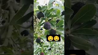 pulasanfruitfruitsnaturebeautifulsweettrendingviralytshortvideosadventurefarmingexplore🤤 [upl. by Raybin542]