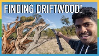 Finding FREE driftwood on my farm  Collecting aquascaping supplies for my aquarium [upl. by Egan173]