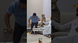 Funny Cheetah Mind Voice funny bigcat cheetah shorts shortsfeed comedy dubbing funnyanimals [upl. by Nirehtac]