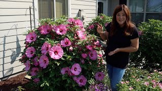 Update Tour of the Hibiscus We’ve Planted the Last Few Years 🌺😍  Garden Answer [upl. by Tutankhamen392]