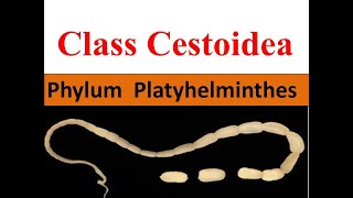 Class Cestoidea  Cestodes  Tapeworm  Phylum Platyhelminthes [upl. by Nomael]