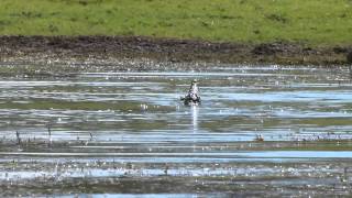 Tiger Fish kills crocodiles lunch duck [upl. by Hannover867]