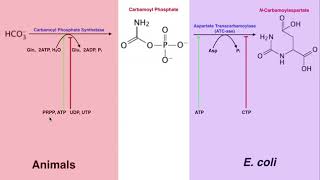 Nucleotide Metabolism  Regulation of Pyrimidine Biosynthesis [upl. by Marne358]