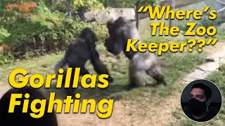 Gorilla Fight Wheres the Zoo Keeper [upl. by Inaliel]