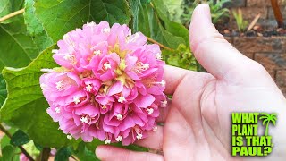 Dombeya x Cayeuxii PinkBall A STUNNING Winter BLOOMER that Produces Beautiful Pink Clusters [upl. by Claybourne]