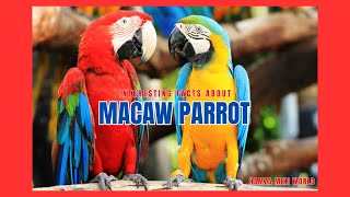 Interesting Facts about Macaw Parrot  Macaw Documentary  Hamza Mini World [upl. by Faydra]