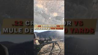 22 Creedmoor VS Mule Deer  750 Yard KILL SHOT Hornady 80 GR ELDX [upl. by Flynn]