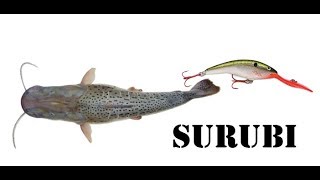 DOCUMENTAL  El Surubi  ¿Señuelos o carnada ¿Ataca con la cola  Alma Pesca [upl. by Notsew]