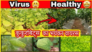 Cucurbits crinivirus Viral Disease in CucurbitsGreen house cucumber virus वायरस पहचानPC Verma [upl. by Yanej]