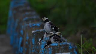 the Blackcollared starling [upl. by Aynodal]