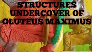 STRUCTURES UNDERCOVER OF GLUTEUS MAXIMUS [upl. by Rogergcam]