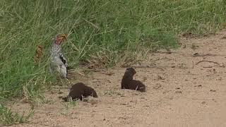 A Dwarf Mongoose Plays Dead [upl. by Nnylasor]