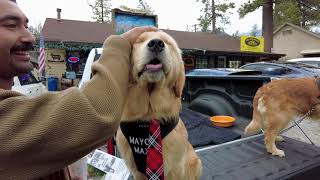 How a Dog became the Mayor of Idyllwild California  Mayor Max [upl. by Hiram]