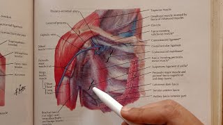 Clavipectoral Fascia Anatomy [upl. by Perkins442]