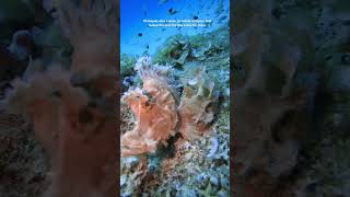 Scuba diving in mauritius scubalovers scubadivingislife scubadiving [upl. by Liemaj]