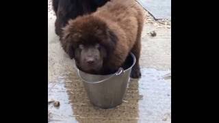 Newfoundland puppy having fun in water bucket [upl. by Oatis911]