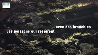 Les poissons qui respirent avec des branchies [upl. by Cleaves]