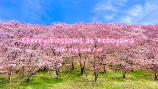 Cherry blossoms at Koboyama Tumulus  Nagano Kofun Burial Mound Matsumoto  Japan Vlog [upl. by Aenet241]