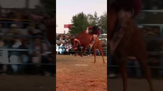 Mascota de Jalisco monta por primera vez vs RANCHO LA CANDELARIA en Atapaneo 27 Dic 2023  Jaripeo [upl. by Oidivo]