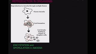 ENCYSTATION and SPORULATION in Amoeba [upl. by Keifer]