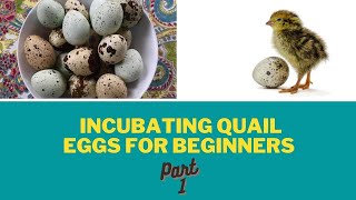 Incubating Quail Eggs for Beginners obtaining eggs incubating and candling [upl. by Adnara]