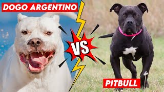 Dogo Argentino Vs Pitbull Fight [upl. by Caresa239]