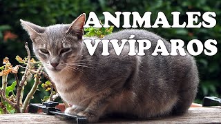 Animales vivíparos y sus características [upl. by Winchell]