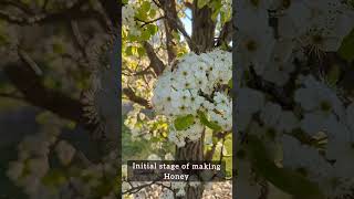 Caught HoneyBee SlowMo  YarraValley  Melbourne  Victoria Australia  googlepixel [upl. by Daney762]