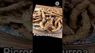 Kutki  कुटकी  कटुकी Picrororhyza kurroa [upl. by Cohn]