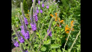 Minnesota Native Plants  Hoary Vervain Verbena Stricta [upl. by Isabelle174]