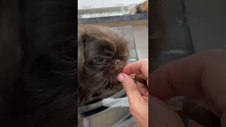 feeding the Brussels griffon puppy shortsbrusselsgriffongriffonspuppylifegriffonpuppy [upl. by Golanka]