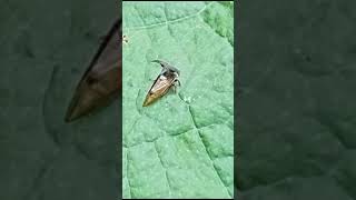 Bombyx mori commonly known as the domestic silk moth [upl. by Meletius]