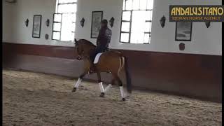 Champion Working Equitation horse consagrado level Super safe and easy [upl. by Gonyea60]