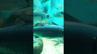 IndoPacific tarpon fish shortvideo trending [upl. by Bevis995]