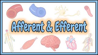 37 Afferent amp Efferent Terms  2D Animation [upl. by Leirbma320]