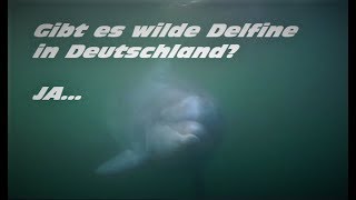 DELFINE  spektakuläre Begegnung mit Delfinen in der Ostsee [upl. by Borg]