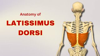 Latissimus Dorsi Muscle Anatomy  Extrinsic Back Muscle  Doctor Speaks [upl. by Maidel]