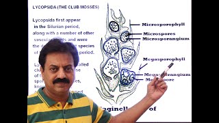 First Year  Chapter 9  Kingdom Plantae  Part 9  Class Lycopsida  Club Mosses [upl. by Ambrosio]