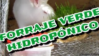 Alimento ideal para conejos  FORRAJE VERDE HIDROPÓNICO  Criando mis Conejitos [upl. by Oguh]