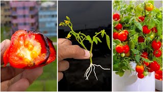 ★ How to grow Tomato tree from Tomato seed A complete step by step guide [upl. by Zosema]