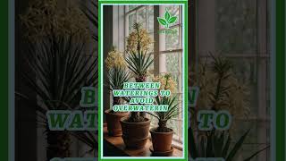 yucca plant indoors care plant plants garden gardening planting yuccaplantas [upl. by Cortie143]