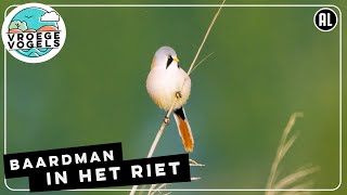 Baardmannetje op een rietstengel  Zelf Geschoten  Vroege Vogels [upl. by Emmalee325]