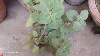 ajwain ka plant or is ke growth 🌱 [upl. by Aetnahc]