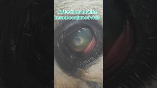 Corneal ulcer in cow [upl. by Patsy]