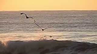 Gaviotas volando sobre el mar en Cámara Lenta HD  Slow Motion [upl. by Gav966]