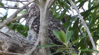 Frogmouth Owl New Born [upl. by Saraann]